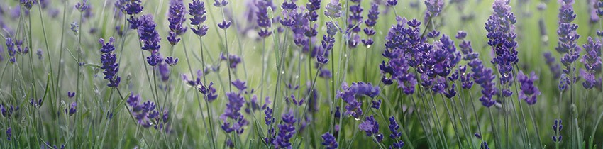 Lavendel - Header Phytomolekular